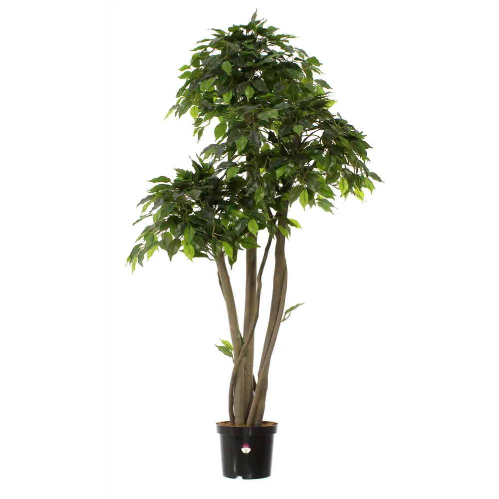 Фикус Элиот Лайт ø21 h150 см Santreyd STLM-2013802