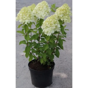 Гортензия метельчатая Santreyd - пышное цветение с лета до осени 82861028