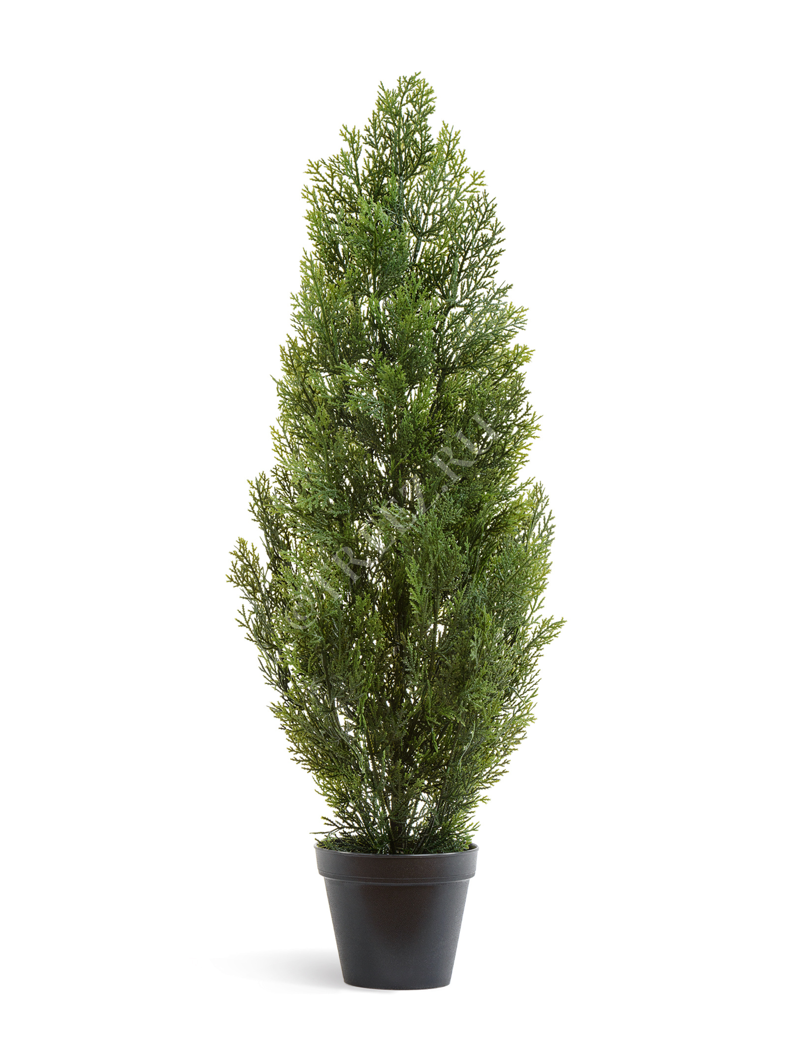 10.0215054/6N Туя Эйр Элеганс уличная Цветочная коллекция  - Вид №2