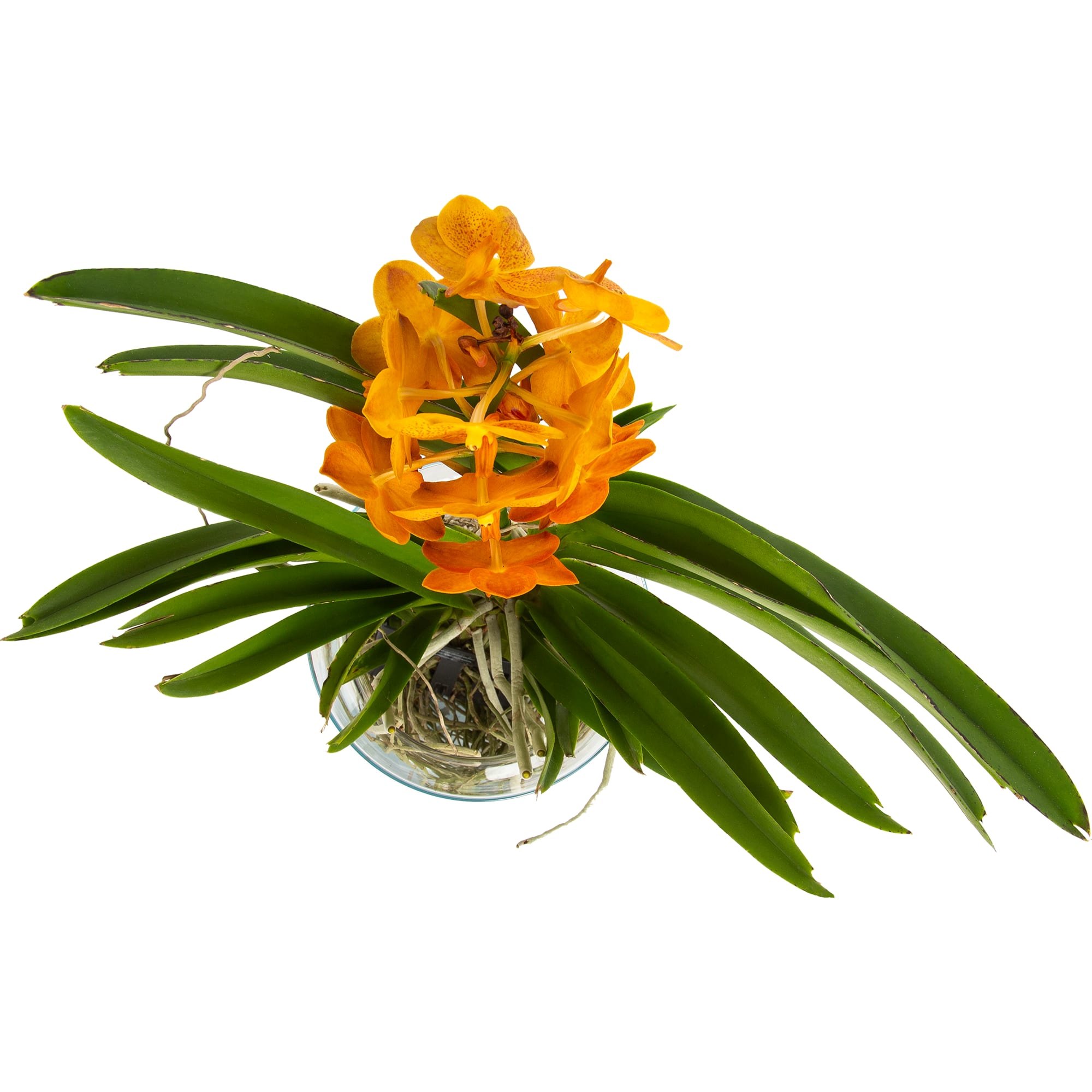 82579665 Орхидея Ванда в стекле ø15 h40 см Santreyd  - Вид №1