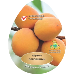 Абрикос Орловчанин h200 см в сетке Поиск Инвест 84399284 STLM-2071827