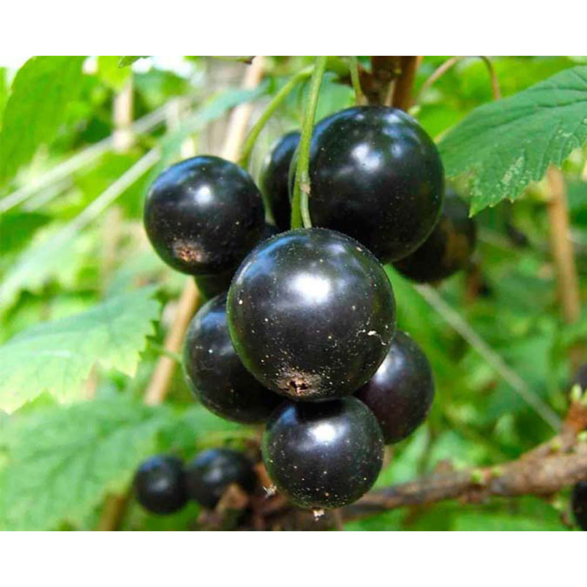 82597117 Смородина чёрная «Лентяй» C2 высота 40 см Santreyd  - Вид №2