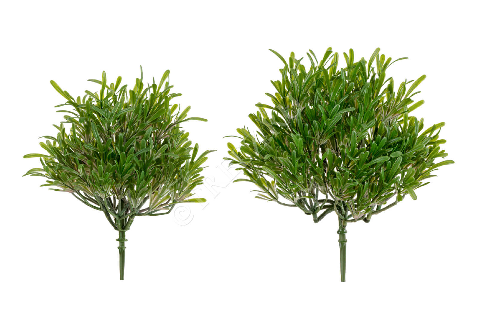 20.0219067GPN Трава Розмари Фэт куст (2 размера) Цветочная коллекция 