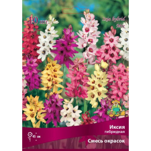 Иксия гибридная Бордо микс луковица 5 ПОИСК