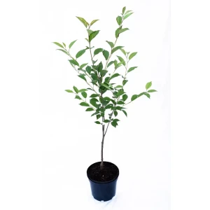 Вишня степная «Желанная» 17.5x50 см 82585398 STLM-2144501