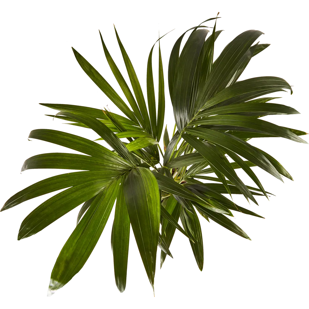 Santreyd Дипсис Декари - пальма с треугольной кроной для интерьера 87819621 STLM-0075866 - Вид №2