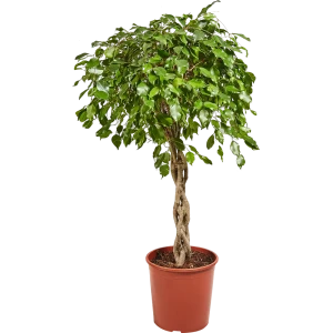 Фикус "Экзотика переплет" 30x130 см 82849686 STLM-2211403