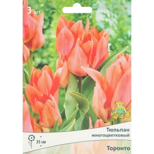 Тюльпан многоцветковый Торонто, 3 шт 85205534 STLM-2102863