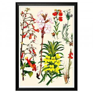 896519645_1818 Арт-постер «Цветочная энциклопедия, глава 17» Object Desire
