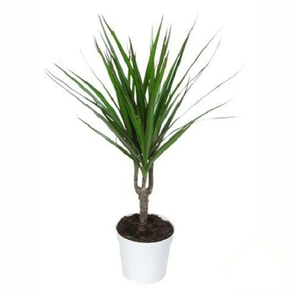 Драцена Marg Toef 21x110 см, 3 стрелки 11154224 STLM-2147385 Santreyd 