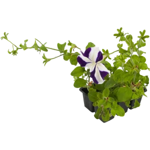Петуния крупноцветковая микс 20 см в кассете, 6 шт. 82625820 STLM-2207396