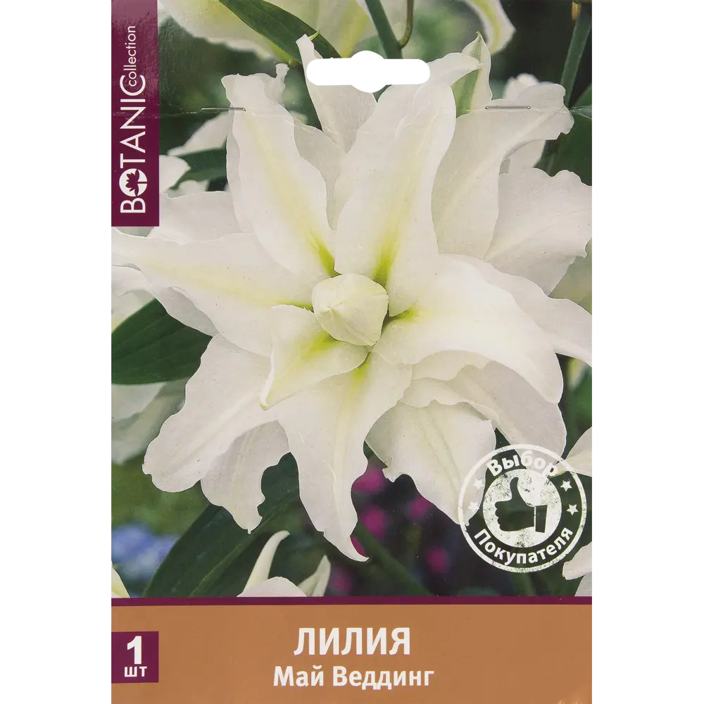 Лилия восточная махровая «Май Веддинг» 82539366 STLM-2130768 Santreyd 