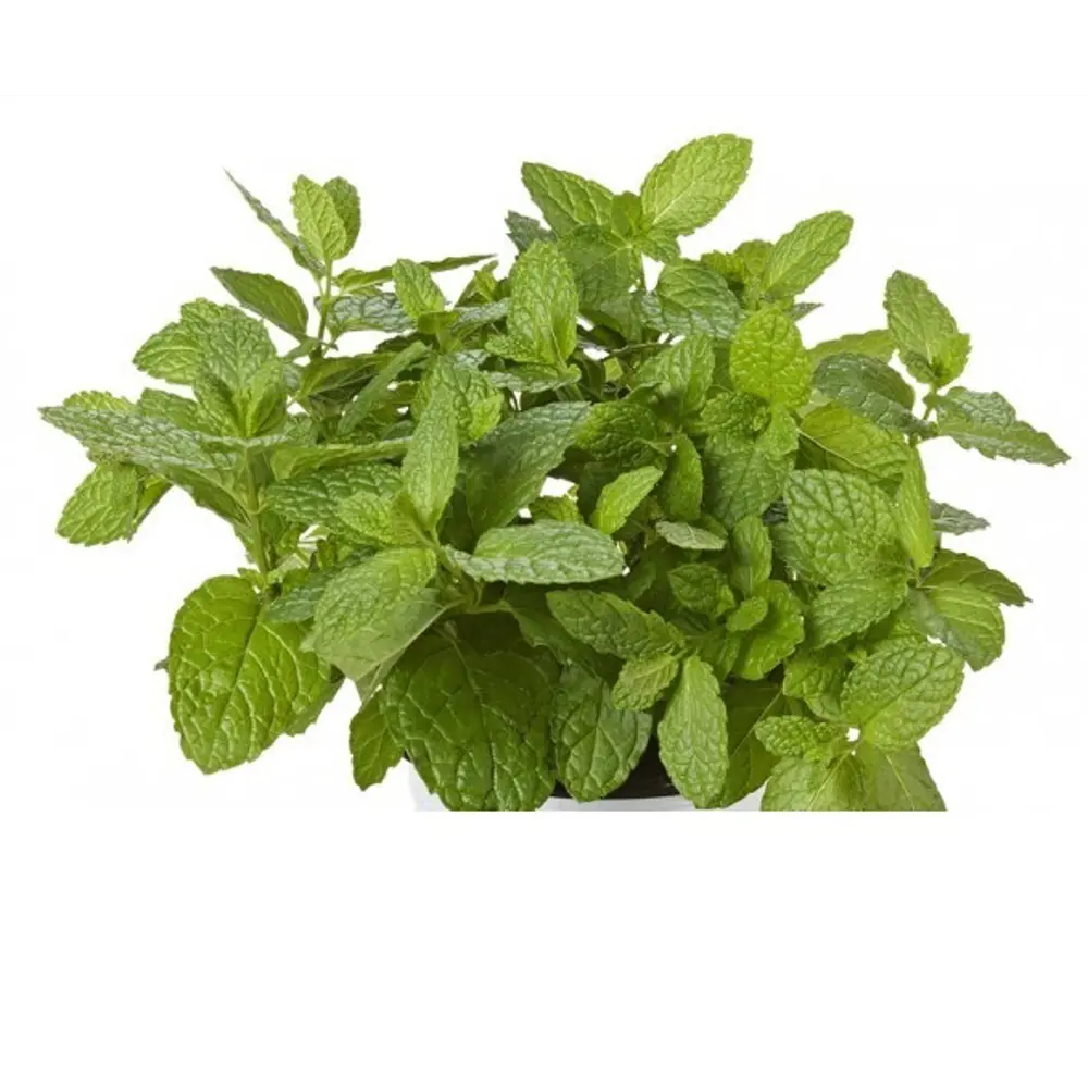 Мята Касабланка ø15 h20 см Santreyd STLM-2119089