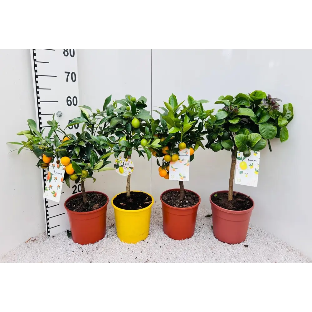 Цитрус микс ø21 h70 см Santreyd STLM-2061005