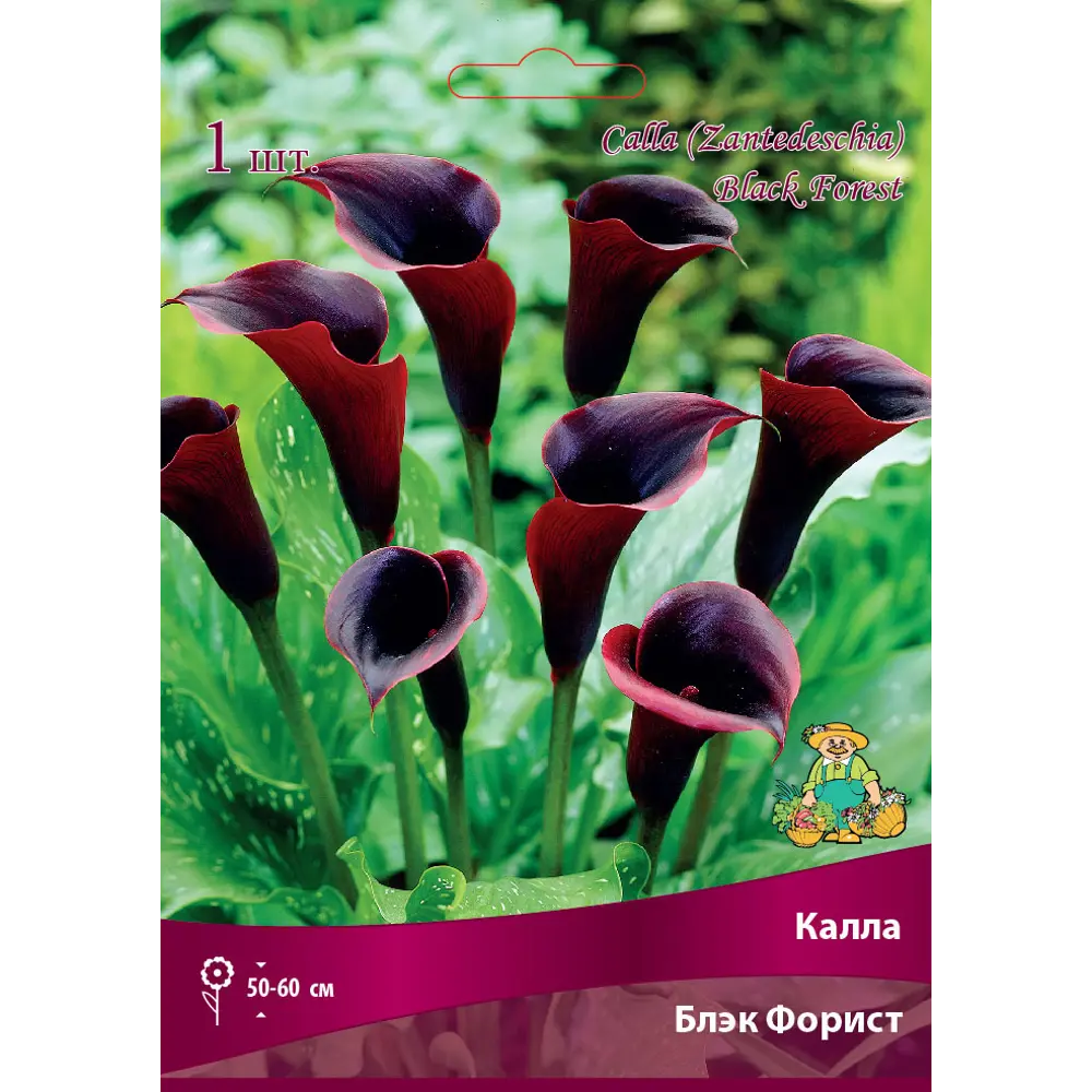 Калла Блэк Форист 14/16, 1 шт 82530337 STLM-2197085 Santreyd 