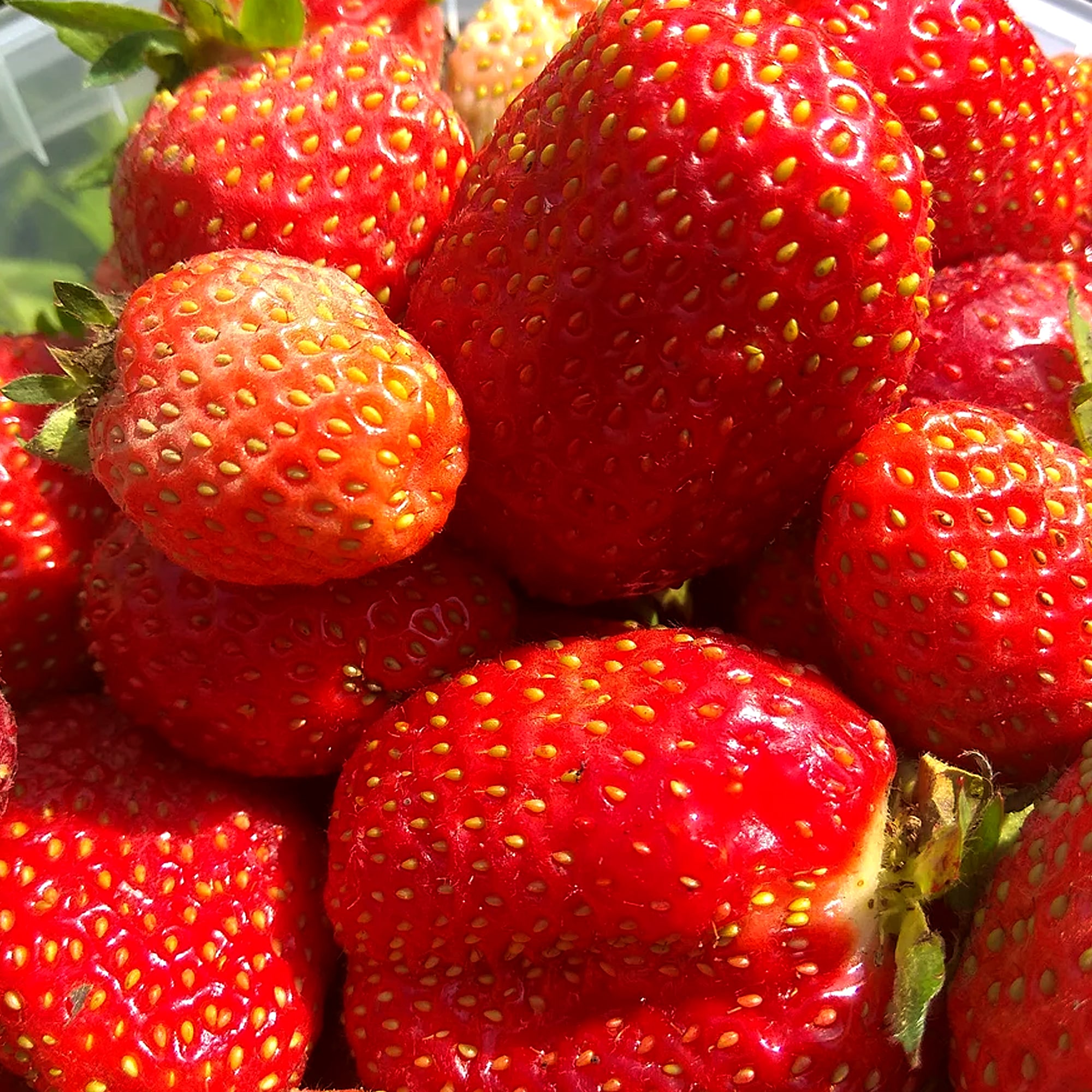 82596898 Земляника садовая «Елизавета-2» в кассете, 6 шт Santreyd 