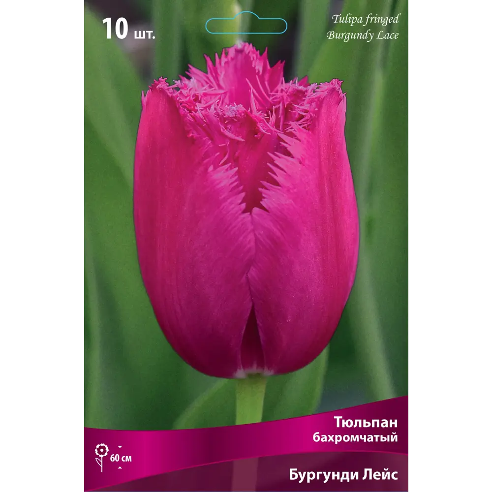 Тюльпан бахромчатый Бургунди Лейс - луковицы с игольчатой бахромой, 3 шт 82000208 Santreyd STLM-1579995