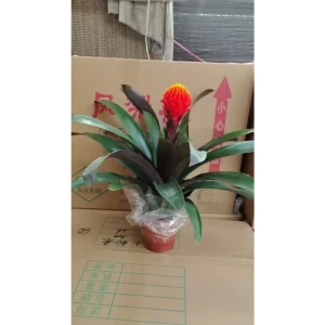 Гузмания шишковидная микс ø13 h60 см