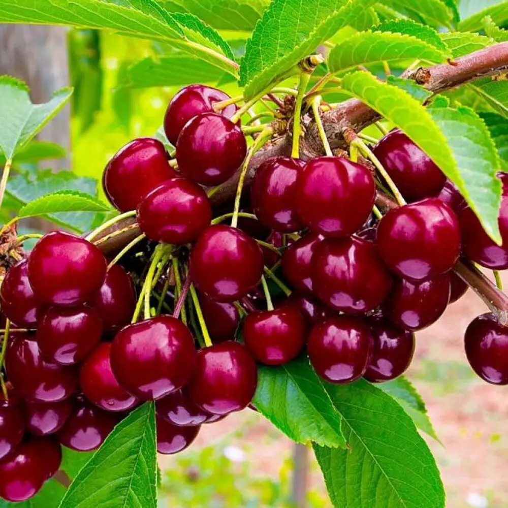 Черешня Овстуженка в тубе 82539579 STLM-2109159 BOTANIC COLLECTION 