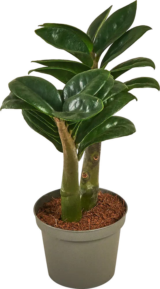 Замиокулькас Зензи от Santreyd — миниатюрное украшение интерьера 87819673