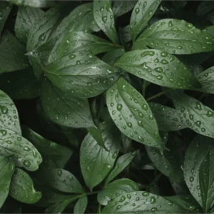 Стеновая панель Botanical Gar 120x0.4x60 см алюминий цвет зеленый 89199645 STLM-2040930