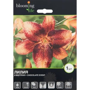 Лилия азиатская «Чоколат Эвент» 82539368 STLM-2056865