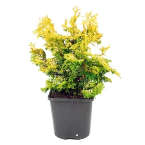 Кипарисовик Рашахиба Santreyd - вечнозеленый кустарник с золотистой хвоей 89363780