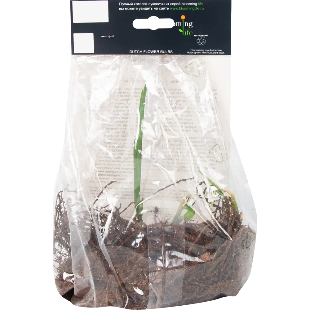 Ирис сибирский «Тил Вельвет» 82539352 STLM-2175756 BLOOMING LIFE  - Вид №2