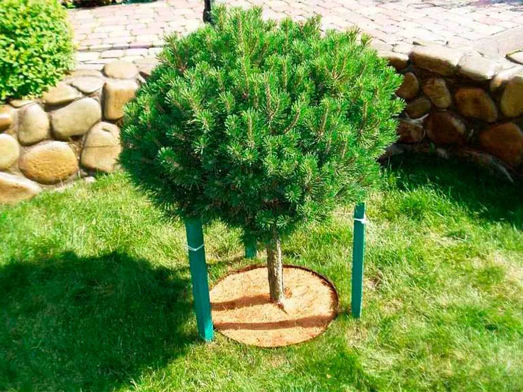 Круг приствольный Мульчаграм 60 см, комплект - 5шт ГеоПластБорд GPBST-236 - Вид №4