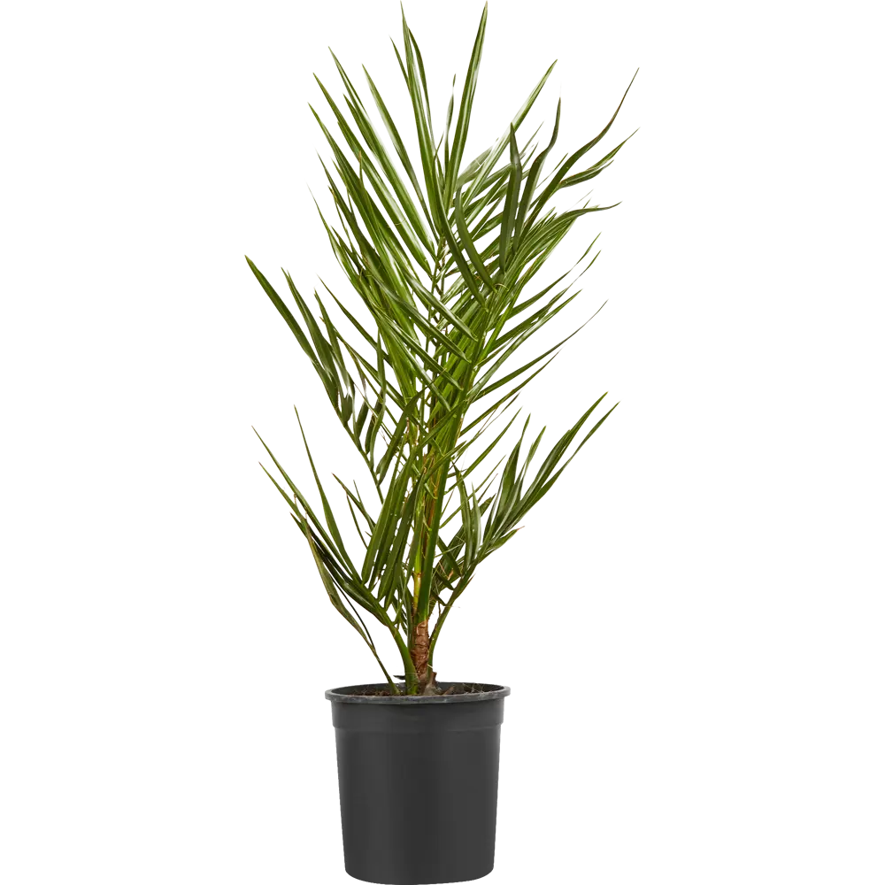 Финик Канарский 17x100 см 14471111 STLM-2165366 Santreyd 