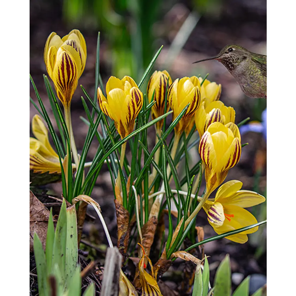 ПОИСК Крокус Джипси Герл - луковицы для раннего цветения 89381272 STLM-1567426