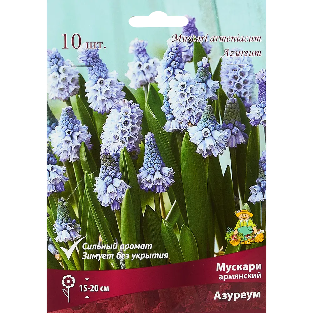 Мускари армянский Азуреум луковица 6/7, 10 шт. 88295038 STLM-2157505 Santreyd 