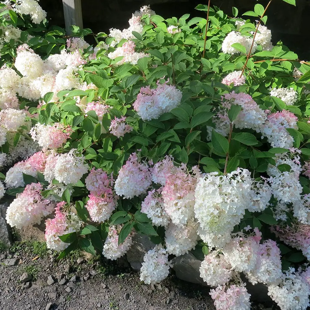 Гортензия метельчатая Строберри Блоссом - саженец с ароматными цветами 89421408 PLANTMARKET STLM-1563281