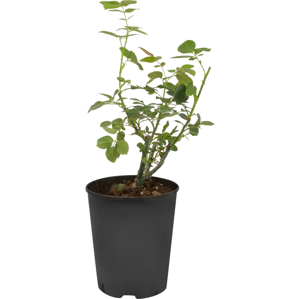 Чайно-гибридная роза Ред Интуишн с розовыми цветами 85324135 Santreyd STLM-1581999