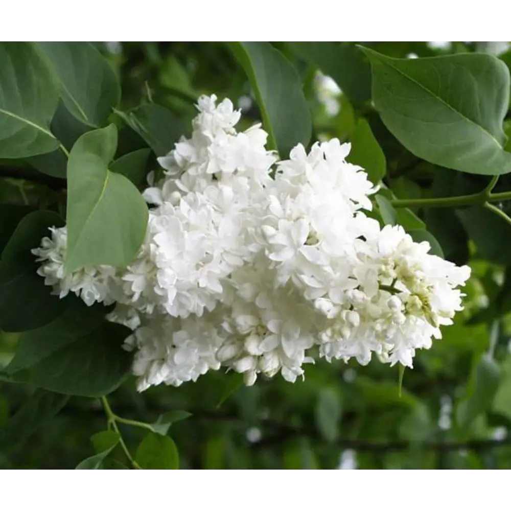 Сирень Моник Лемуан ø22.5 см h20-40 см 85087643 STLM-2000514 Santreyd 