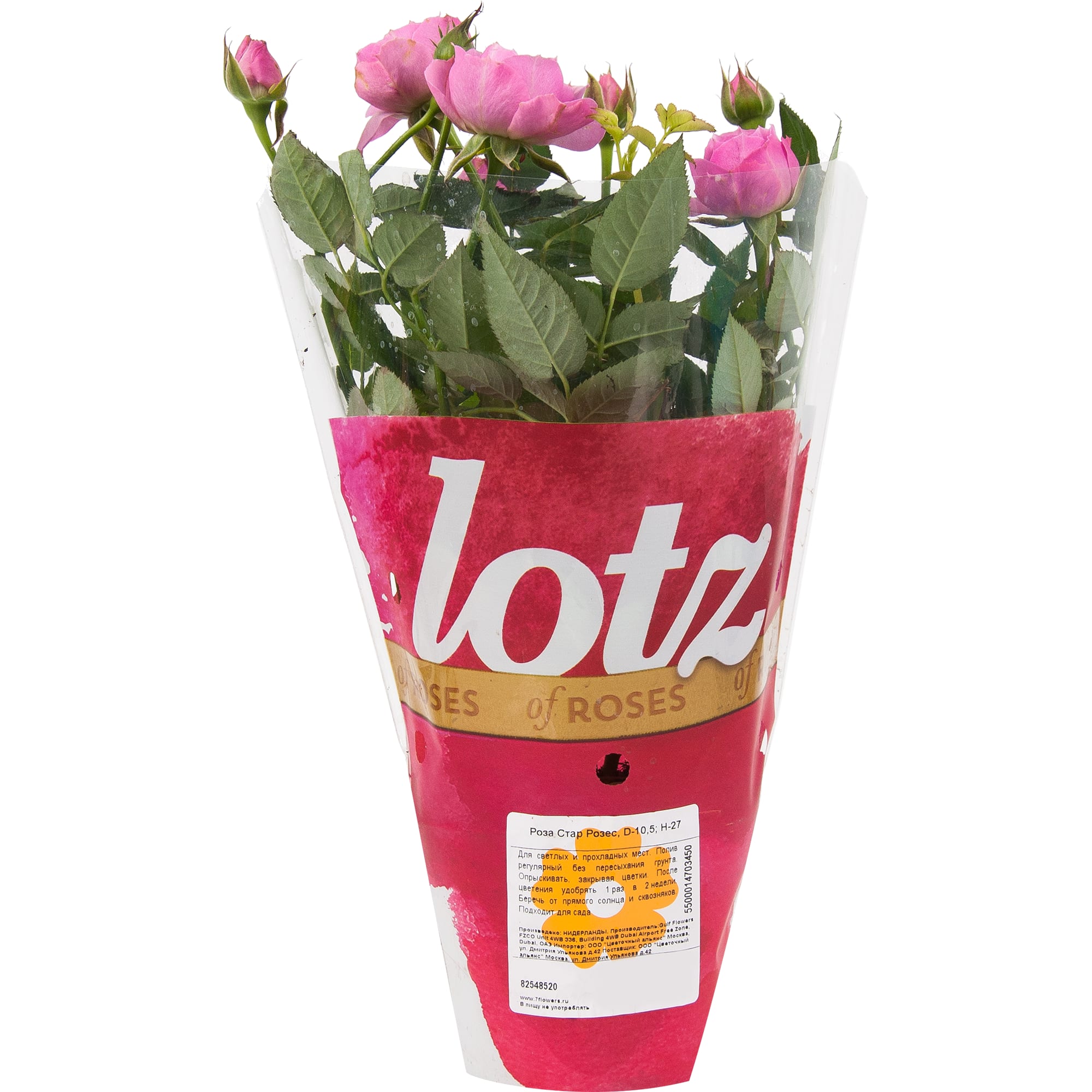 82548520 Роза Стар Розес 10.5х25-28 см Santreyd  - Вид №3