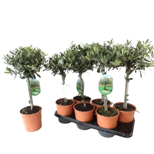 Олива европейская ø15 h55 см