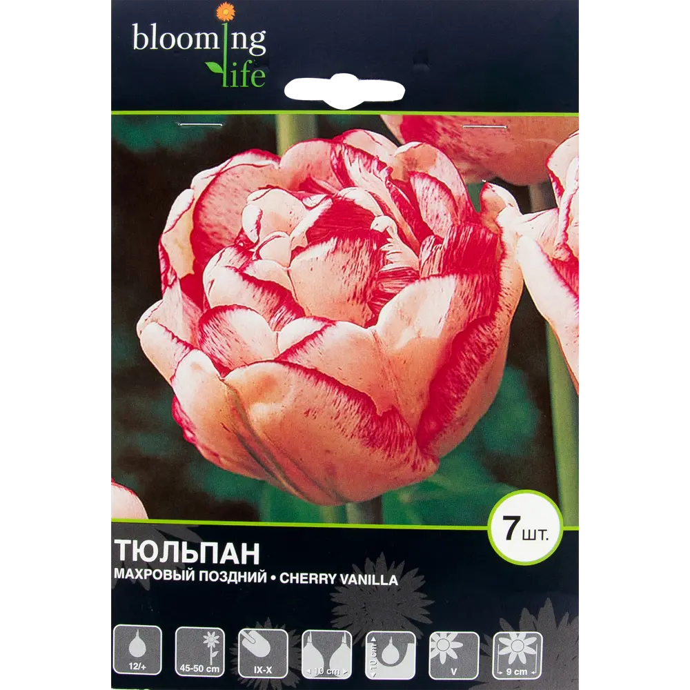 Тюльпан Черри Ванила 12/+, 7 шт 17977441 STLM-2017745 Santreyd 