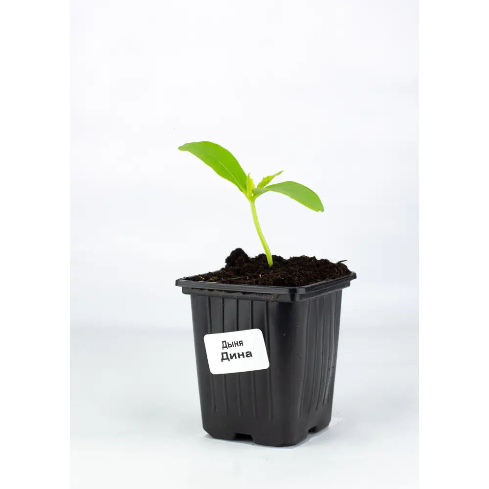 Дыня h15 см Santreyd STLM-2205352