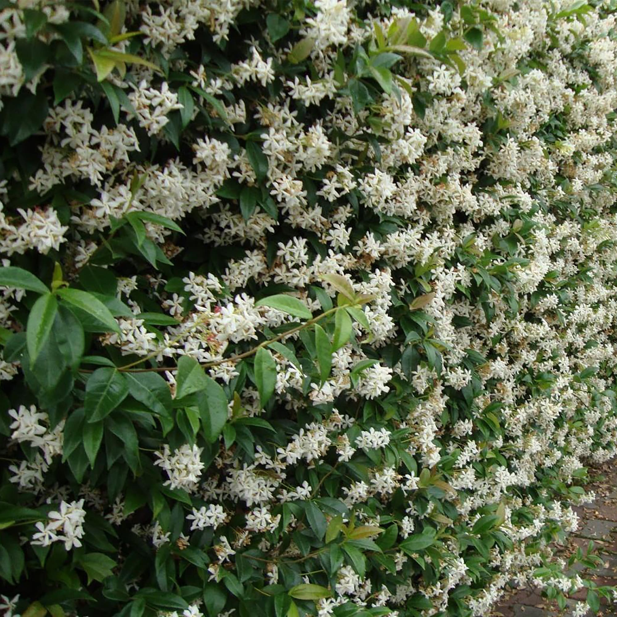 18320993 Жимолость каприфоль С2, 50 см Santreyd 