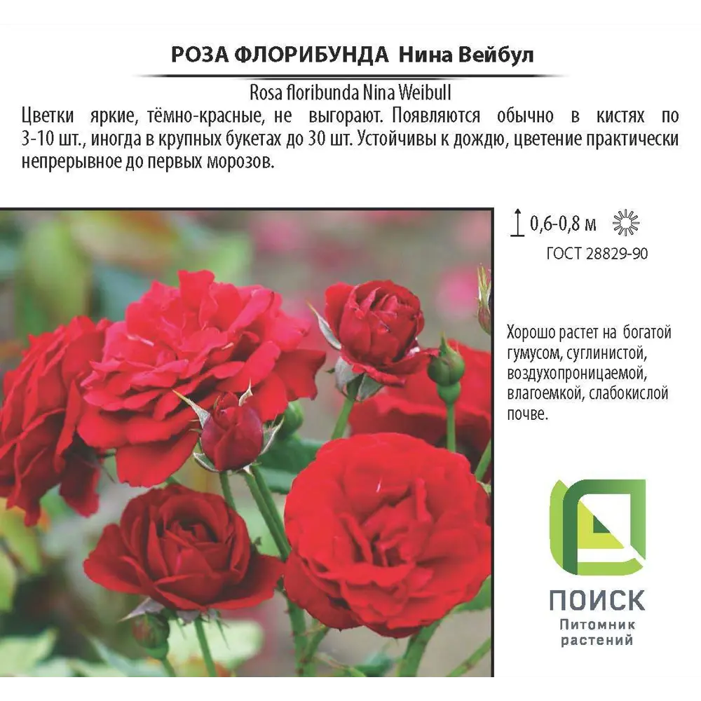 Роза флорибунда «Нина Вейбул», 3.5 л 18475012 STLM-2144720 Santreyd  - Вид №2
