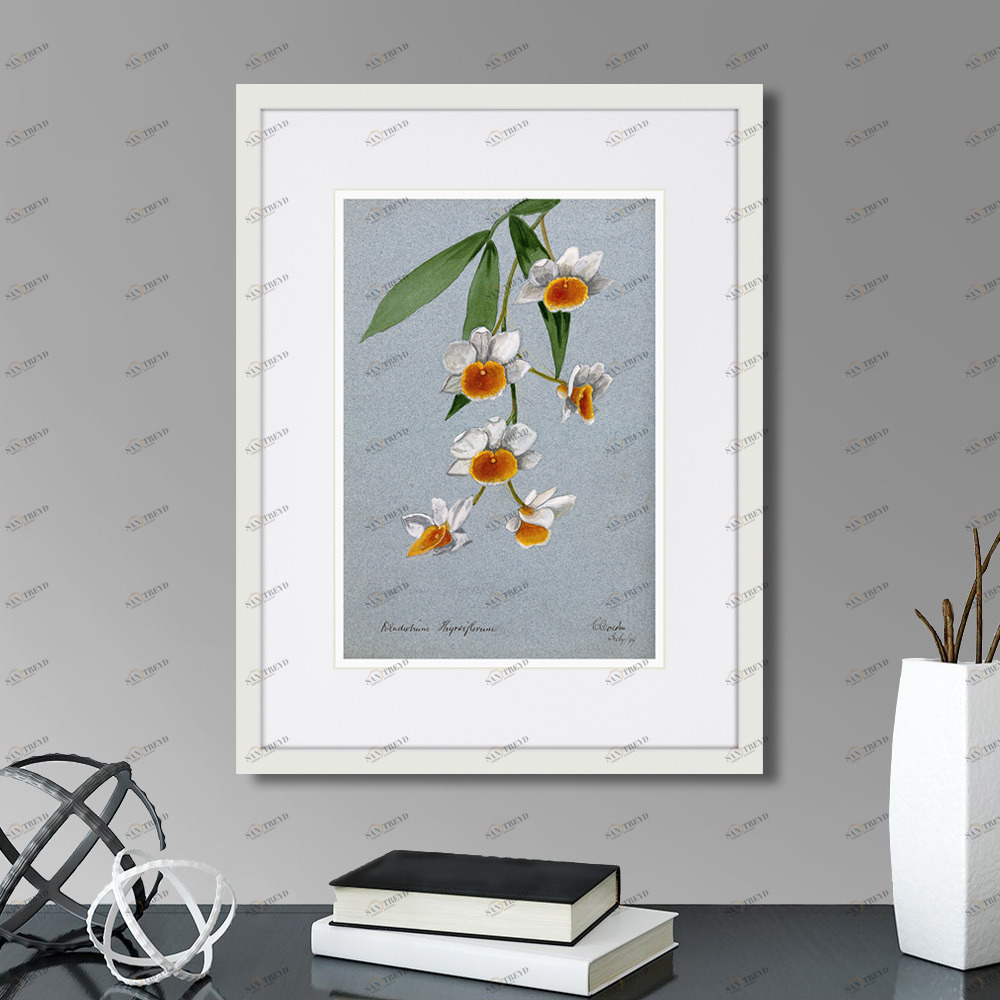 Картина в раме 32х42 см An orchid (Dendrobium thyrsiflorum), 1899г. КАРТИНЫ В КВАРТИРУ  264517 Зеленый;серый;разноцветный 