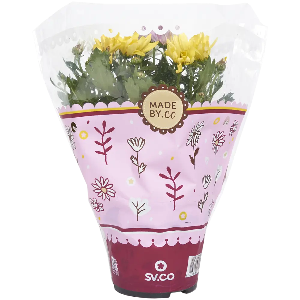 Santreyd Хризантема Карнавал - комнатное цветущее растение в горшке 82399759 STLM-0026505 - Вид №2