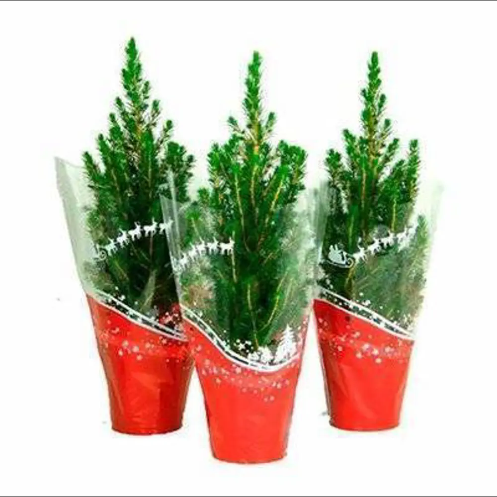 Ель Коника ø9 h30-35 см в пакете Santreyd STLM-2178528 - Вид №2