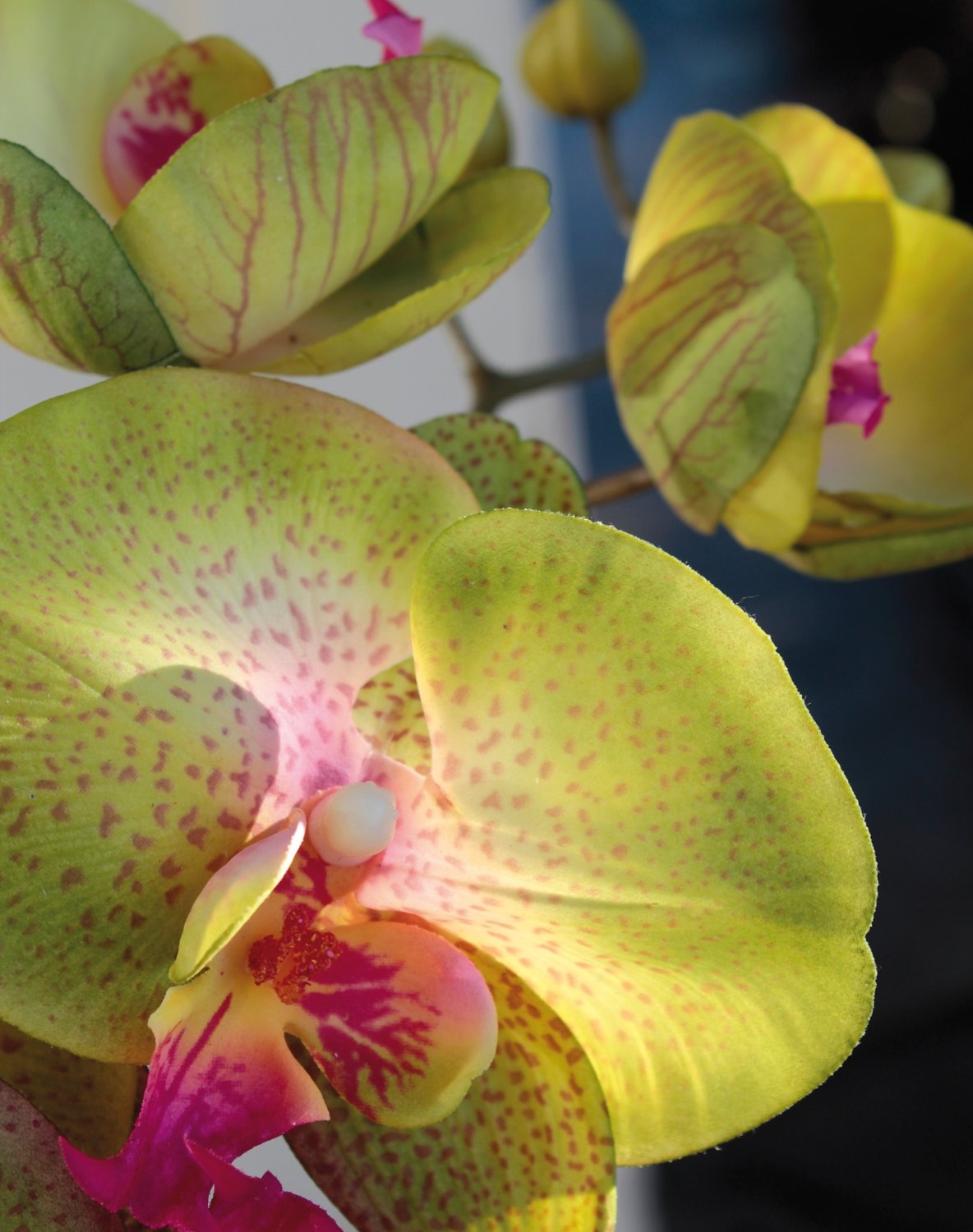 2581 805 a3 Искусственная орхидея Phalaenopsis, 103 см, real touch, зелено-роза H-andreas  - Вид №3