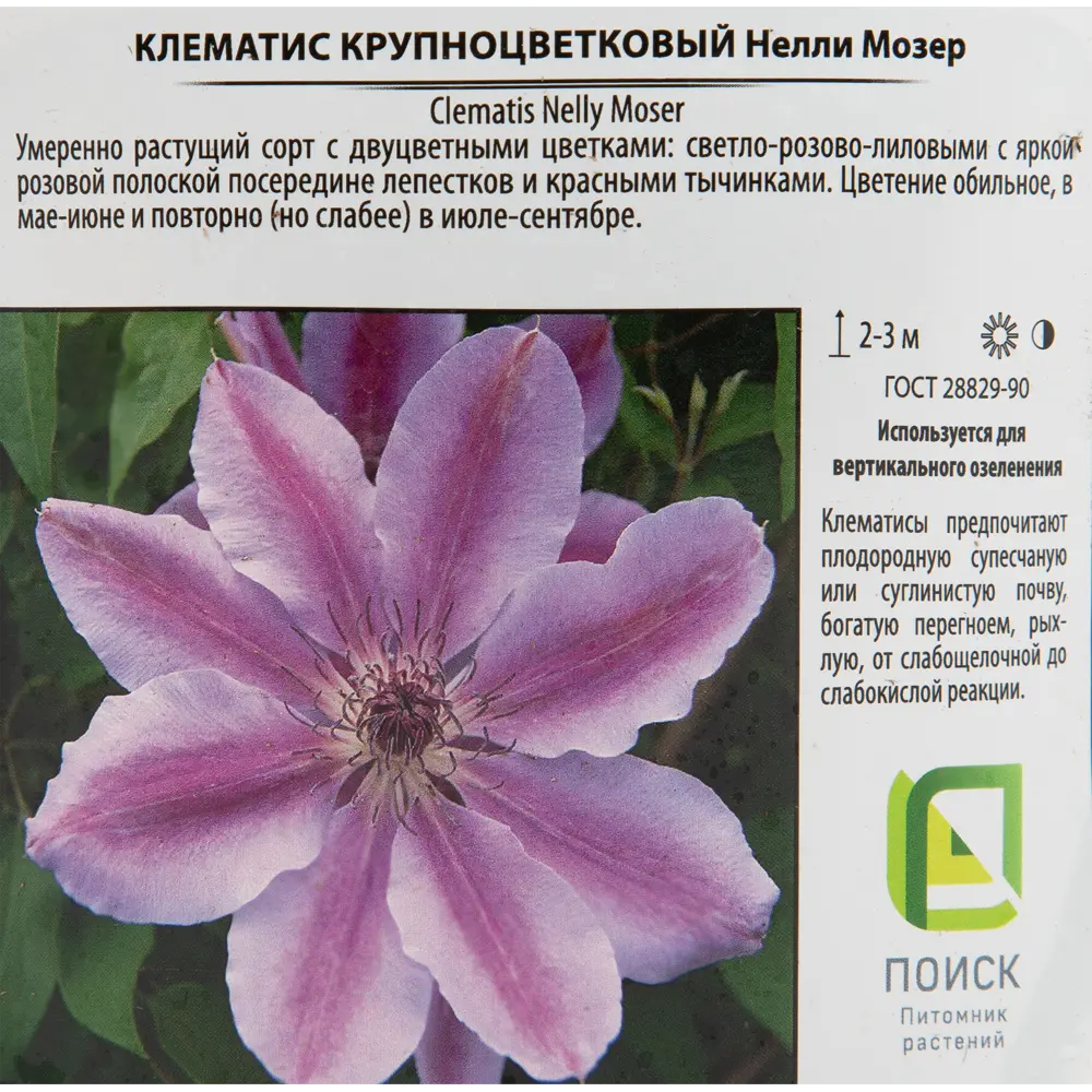Клематис крупноцветковый «Нелли Мозер» 17x40 см 82585308 STLM-2212216 Santreyd  - Вид №2