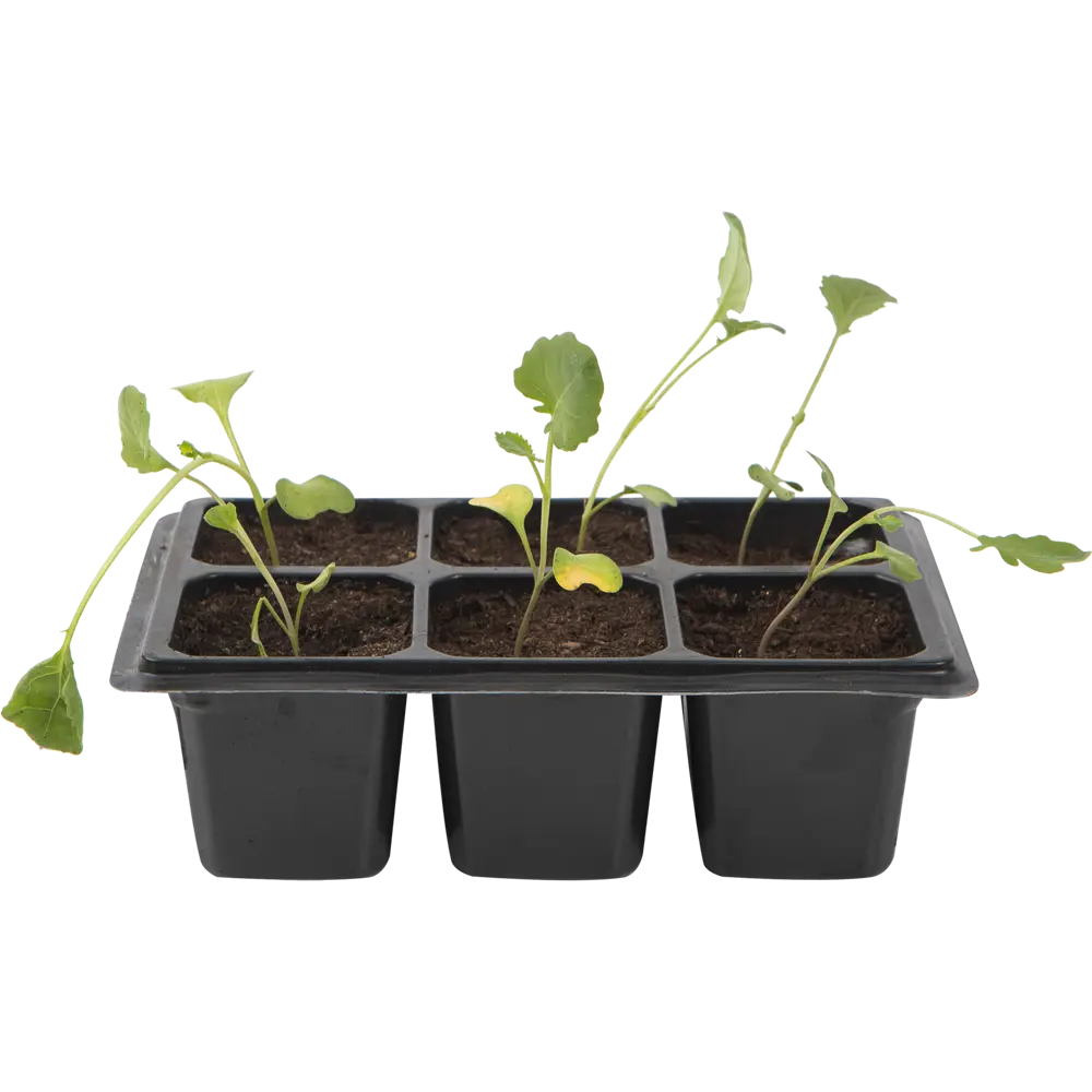 Капуста брокколи в кассете, 6 шт Santreyd STLM-2037333 - Вид №2