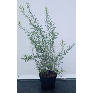 Спирея Грейфшейм ø19 см h40-60 см 85087662 STLM-2112079