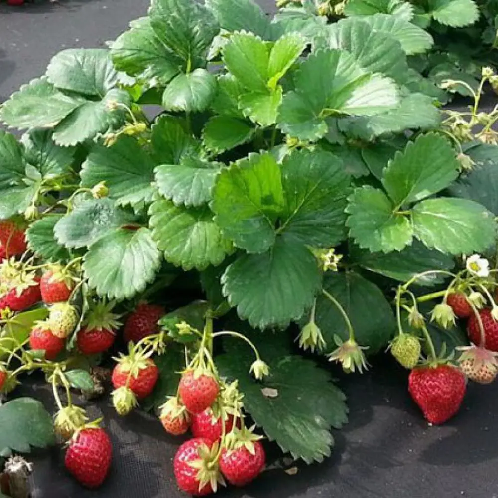 Земляника садовая Мара Де Буа PLANTMARKET STLM-2171652