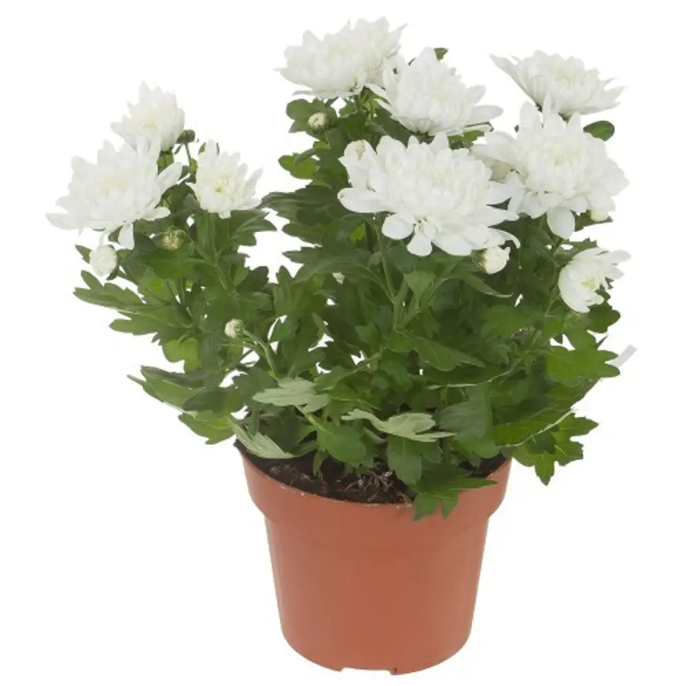 Хризантема Грандесса микс 13x30 см 82141732 STLM-2105749 Santreyd  - Вид №1